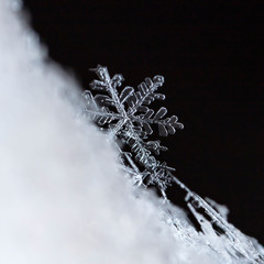 natural snowflakes on snow, winter