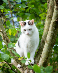 white cat between fresh green leaves of apple tree