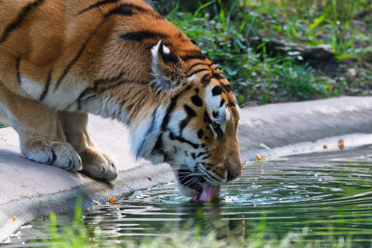 Assoifé Images – Browse 51 Stock Photos, Vectors, and Video | Adobe Stock