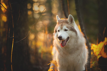 Profile Portrait of free and beautiful Beige Siberian Husky on a forest background in golden autumn season