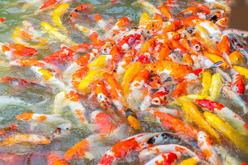 Obraz na płótnie Canvas Fancy carp, Koi fish, Mirror carp (Cyprinus Carpio) are swimming and diving in the pond
