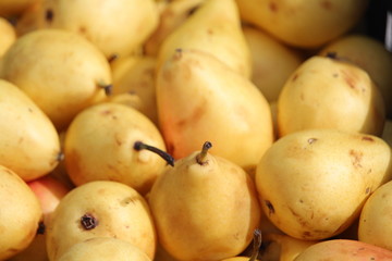 Pears of extraordinary beautiful color and delicious taste