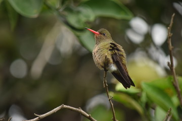 Green hummingbird on a tree branch