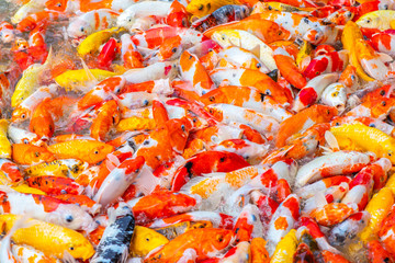 Fancy carp, Koi fish, Mirror carp (Cyprinus Carpio) are swimming and diving in the pond