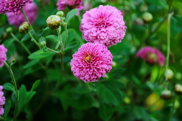 Beautiful of Chrysanthemum pink flowers in garden.