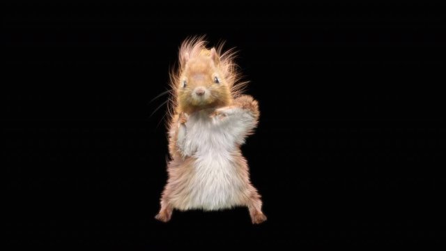 Title: Squirrel, dance, 3d, rendering, animal, realistic, Animation, Loop, dance, composition, 3d mapping ,cartoon , (with Alpha Channel), 4K