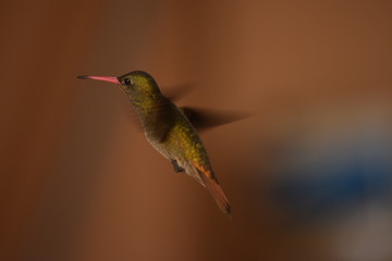 Hummingbird in flight