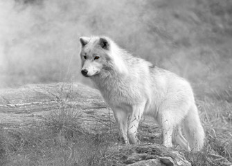 Loup arctique dans la brume