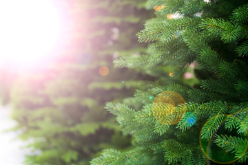 Green spruce - christmas tree. Defocus. Background for design.