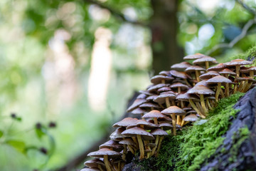 Mushrooms growing on wood in forest