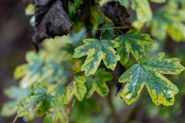Fall colored green leaves in forest