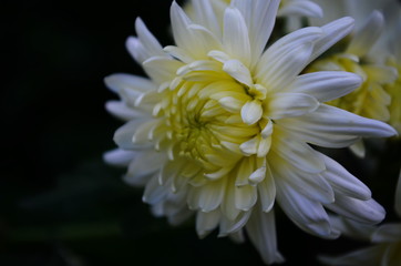 Fototapeta premium beautiful white chrysanthemums in the garden