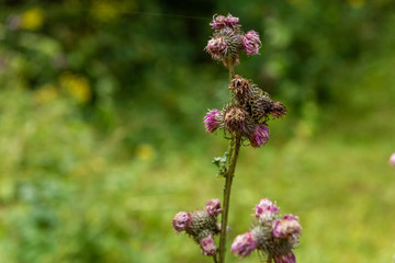 Colorfull wild Thistle, gorgeous purple flower in natural environment