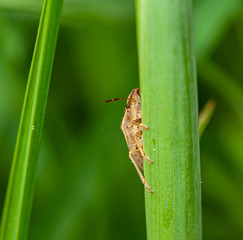 bug hiding behind grass