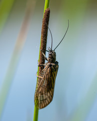 insect on grass with its eggs