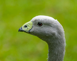 portrait of goose