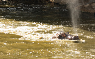 Obraz premium Natural Park Reserve Reservation Hippopotamus Lake 