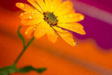 Orange Flowers isolated against vivid background