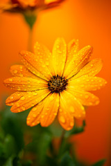 Orange Flowers isolated against vivid background