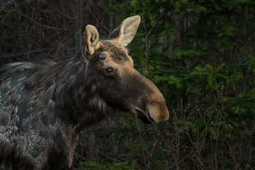 Spring Moose In Algonquin Park, Canada.