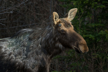 Spring Moose In Algonquin Park, Canada.