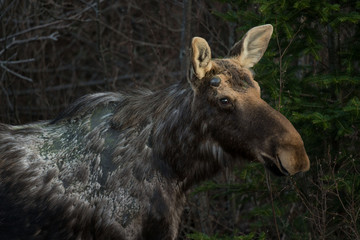 Closeup Moose Portrait, Algonquin Park