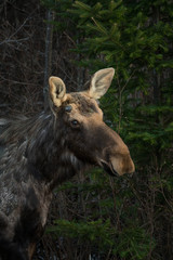 Moose In Algonquin Park, Canada