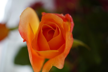orange rose at home