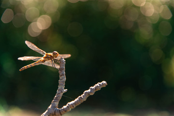 Dragonflies on wood backdrop bokeh