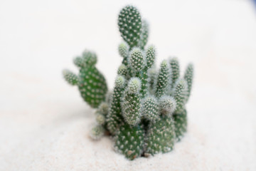 selective focus of cactus (Oopuntia microdasys albispina) or Bunny Ears Cactus Pad. it has numerous white hair-like glochids in dense clusters