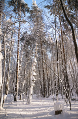 Beautiful winter landscape. Snowy trees on sunny day, vertical picture