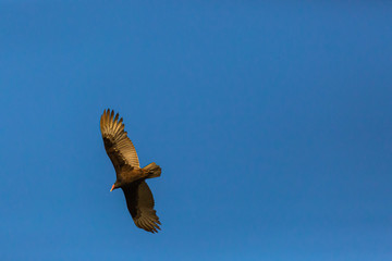 Turkey Vulture (Gallinazo, Jote de Cabeza Colorada) Latin Name: Cathartes Aura. Tongoy. Chile