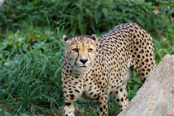 Guépard