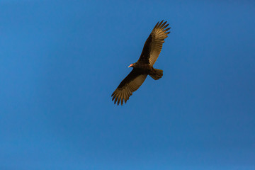 Turkey Vulture (Gallinazo, Jote de Cabeza Colorada) Latin Name: Cathartes Aura. Tongoy. Chile