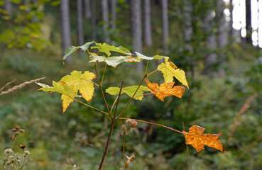 leichte herbstfärbung im wald