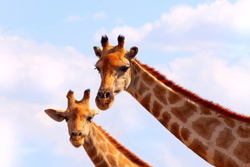 Wild african animals. Closeup two namibian giraffes on blue sky background
