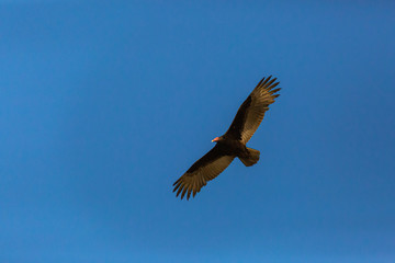 Turkey Vulture (Gallinazo, Jote de Cabeza Colorada) Latin Name: Cathartes Aura. Tongoy. Chile