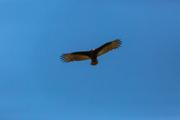 Turkey Vulture (Gallinazo, Jote de Cabeza Colorada) Latin Name: Cathartes Aura. Tongoy. Chile