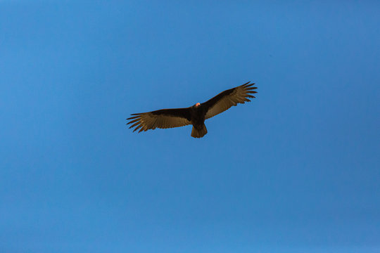 Turkey Vulture (Gallinazo, Jote de Cabeza Colorada) Latin Name: Cathartes Aura. Tongoy. Chile