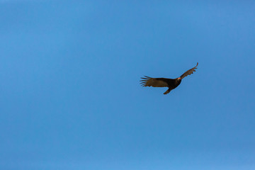 Turkey Vulture (Gallinazo, Jote de Cabeza Colorada) Latin Name: Cathartes Aura. Tongoy. Chile