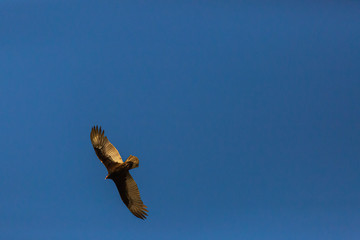 Turkey Vulture (Gallinazo, Jote de Cabeza Colorada) Latin Name: Cathartes Aura. Tongoy. Chile