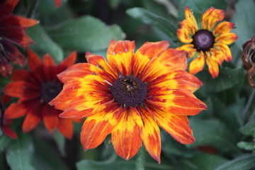 Orange And Yellow Black-Eyed Susan, Alexander Circle, Edmonton, Alberta