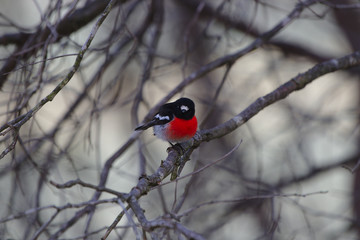 A Scarlet Robin taken on the Moore River, Western Australia