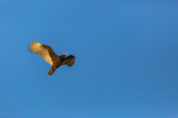 Turkey Vulture (Gallinazo, Jote de Cabeza Colorada) Latin Name: Cathartes Aura. Tongoy. Chile