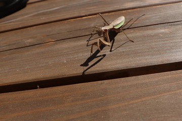 カマキリ