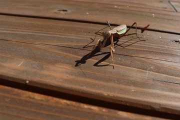 カマキリ