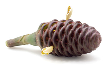 Bitter Ginger or Zingiber zerumbet isolated on white background