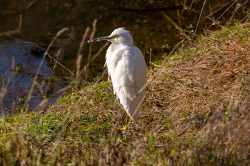 Snowy Egret (Garza Chica) Latin Name: Egretta Thula. Tongoy. Chile