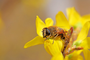 Aphid flies on the flowers of Forsythia