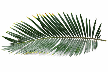 Tropical palm leaf isolated on white background